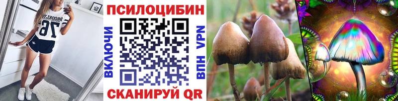 Купить где  Коркино  Псилоцибиновые грибы Cubensis 